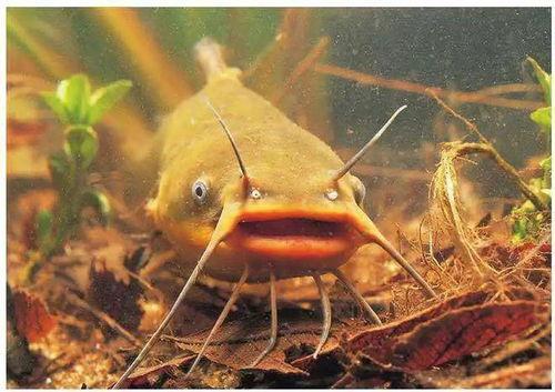 北极鲶鱼爆料者视频,爆料者视频背后的真相与争议